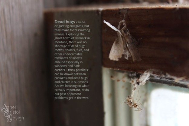 EstherBristol-Dead Moth and Spider